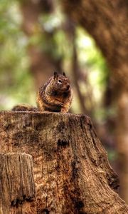 Preview wallpaper squirrel, hemp, sitting, animal, forest