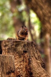 Preview wallpaper squirrel, hemp, sitting, animal, forest