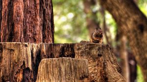 Preview wallpaper squirrel, hemp, sitting, animal, forest