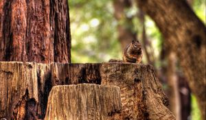 Preview wallpaper squirrel, hemp, sitting, animal, forest