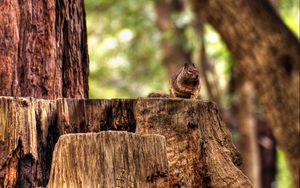 Preview wallpaper squirrel, hemp, sitting, animal, forest