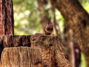 Preview wallpaper squirrel, hemp, sitting, animal, forest