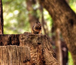 Preview wallpaper squirrel, hemp, sitting, animal, forest