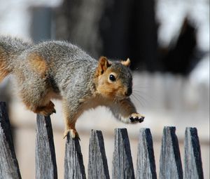 Preview wallpaper squirrel, intake, walk, fur