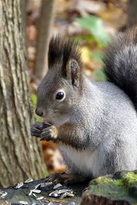 Preview wallpaper squirrel, leaf, tree, autumn