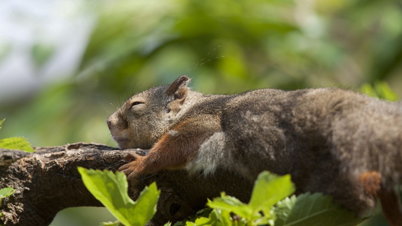 Wallpaper squirrel, leaf, twig, sleeping, lying