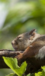 Preview wallpaper squirrel, leaf, twig, sleeping, lying