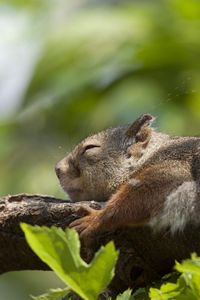 Preview wallpaper squirrel, leaf, twig, sleeping, lying