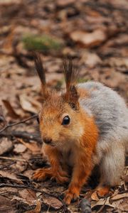 Preview wallpaper squirrel, leaves, autumn, forest