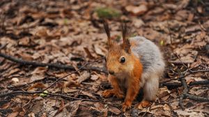 Preview wallpaper squirrel, leaves, autumn, forest