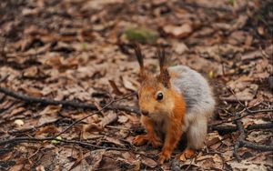 Preview wallpaper squirrel, leaves, autumn, forest