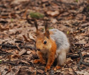 Preview wallpaper squirrel, leaves, autumn, forest