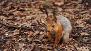 Preview wallpaper squirrel, leaves, autumn, branches