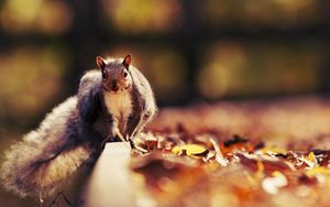 Preview wallpaper squirrel, leaves, autumn, animal