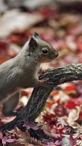 Preview wallpaper squirrel, leaves, autumn, animal