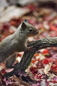 Preview wallpaper squirrel, leaves, autumn, animal