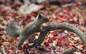 Preview wallpaper squirrel, leaves, autumn, animal