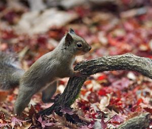 Preview wallpaper squirrel, leaves, autumn, animal