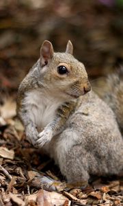 Preview wallpaper squirrel, leaves, dry, fall, animal