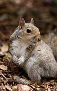 Preview wallpaper squirrel, leaves, dry, fall, animal