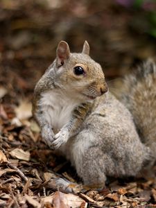 Preview wallpaper squirrel, leaves, dry, fall, animal