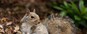 Preview wallpaper squirrel, leaves, dry, fall, animal