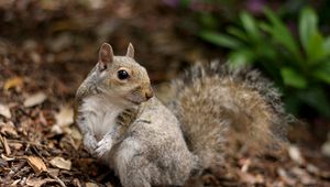 Preview wallpaper squirrel, leaves, dry, fall, animal