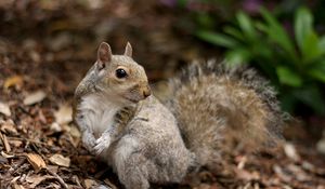 Preview wallpaper squirrel, leaves, dry, fall, animal