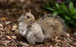 Preview wallpaper squirrel, leaves, dry, fall, animal