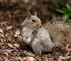 Preview wallpaper squirrel, leaves, dry, fall, animal