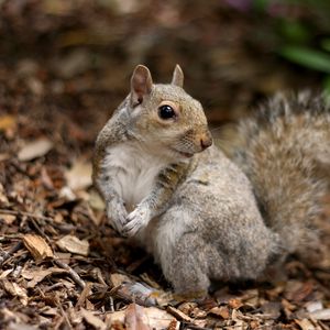 Preview wallpaper squirrel, leaves, dry, fall, animal