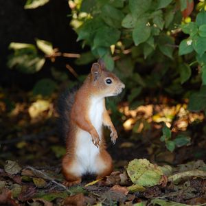 Preview wallpaper squirrel, leaves, fall, stand