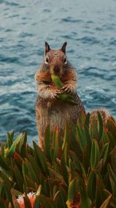 Preview wallpaper squirrel, leaves, food, animal, wildlife