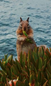 Preview wallpaper squirrel, leaves, food, animal, wildlife