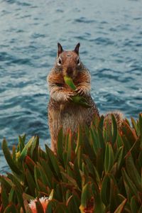 Preview wallpaper squirrel, leaves, food, animal, wildlife