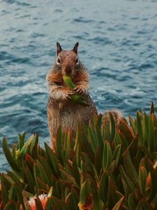 Preview wallpaper squirrel, leaves, food, animal, wildlife