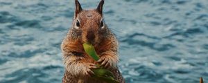Preview wallpaper squirrel, leaves, food, animal, wildlife