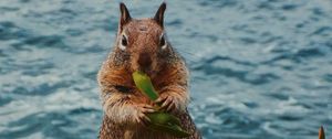 Preview wallpaper squirrel, leaves, food, animal, wildlife