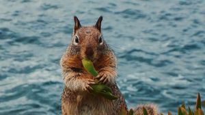 Preview wallpaper squirrel, leaves, food, animal, wildlife