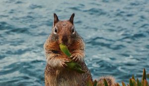 Preview wallpaper squirrel, leaves, food, animal, wildlife