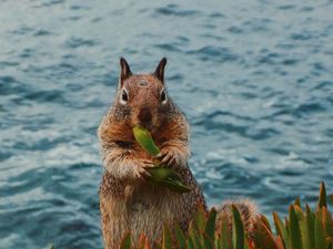 Preview wallpaper squirrel, leaves, food, animal, wildlife