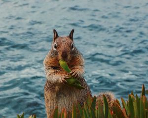 Preview wallpaper squirrel, leaves, food, animal, wildlife