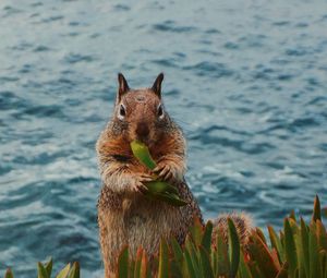 Preview wallpaper squirrel, leaves, food, animal, wildlife