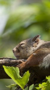 Preview wallpaper squirrel, leaves, sleep, tree