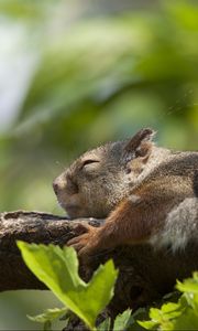 Preview wallpaper squirrel, leaves, sleep, tree