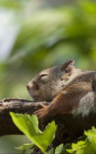 Preview wallpaper squirrel, leaves, sleep, tree