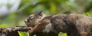 Preview wallpaper squirrel, leaves, sleep, tree