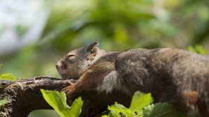 Preview wallpaper squirrel, leaves, sleep, tree