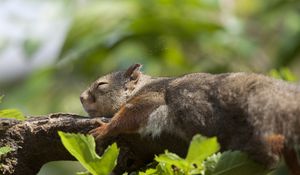 Preview wallpaper squirrel, leaves, sleep, tree