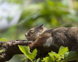 Preview wallpaper squirrel, leaves, sleep, tree